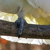 foot-on-perch