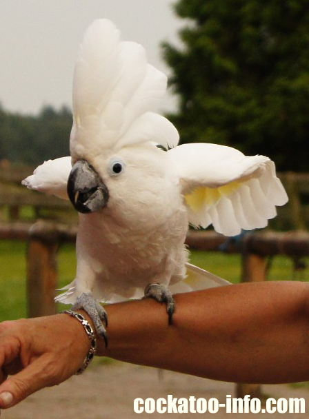 umbrella cockatoo