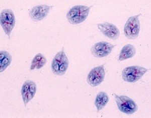 giardia-cells