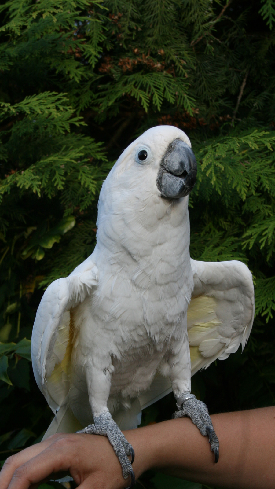 Cockatoo Photos 20