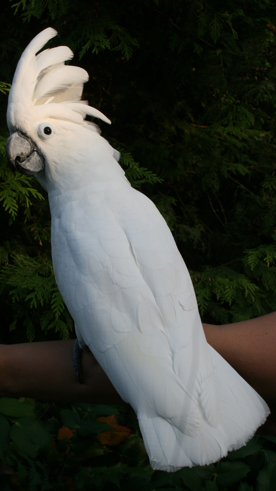 Umbrella Cockatoo Cage