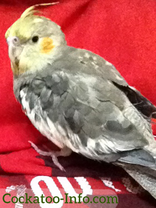 Young cockatiel