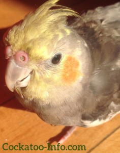 Young wildtype cockatiel