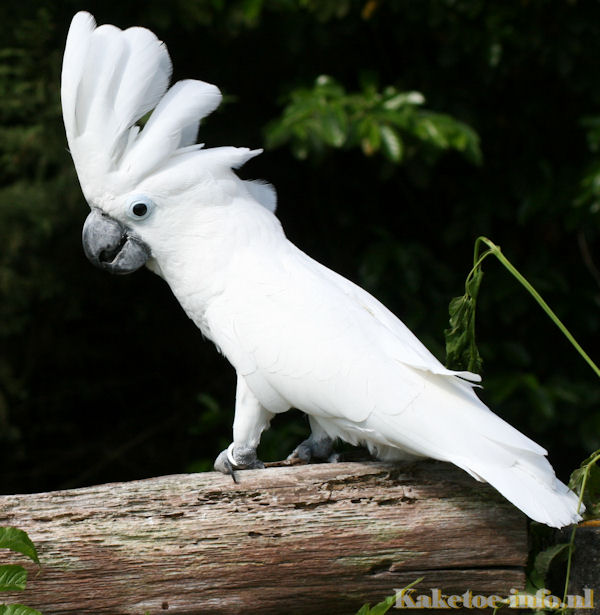 Umbrella Cockatoo