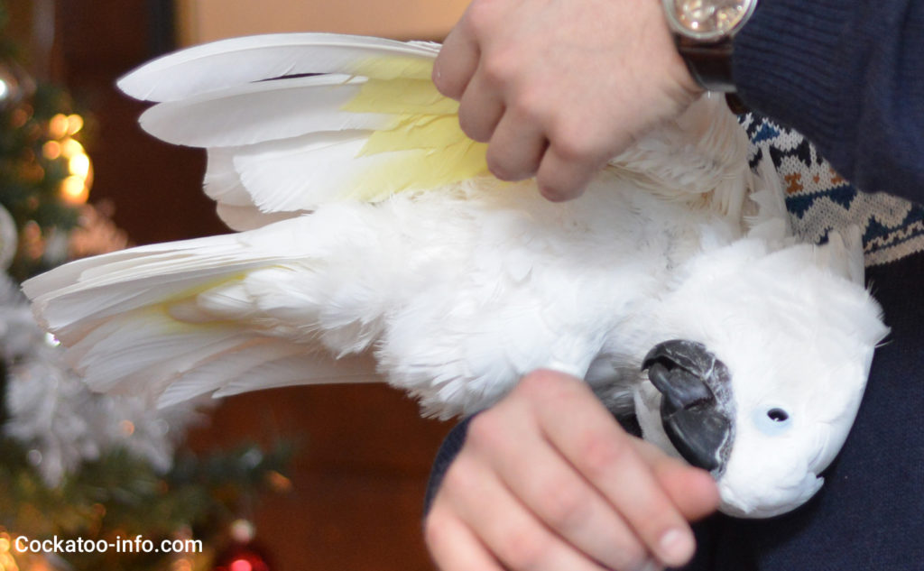 Cockatoo cuddles