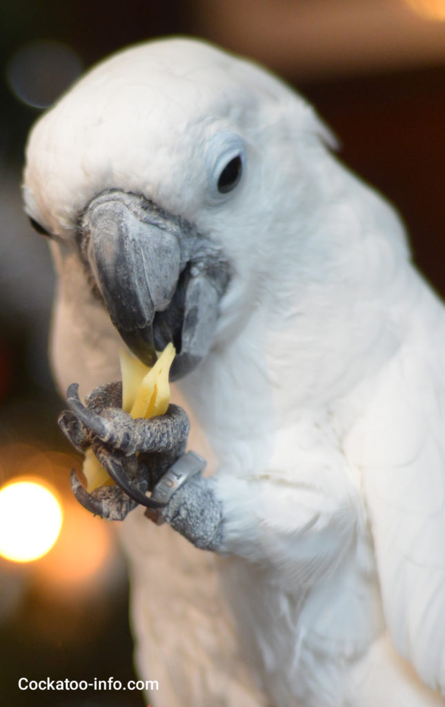 Umbrella cockatoo with cheese