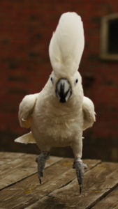 Jumping cockatoo