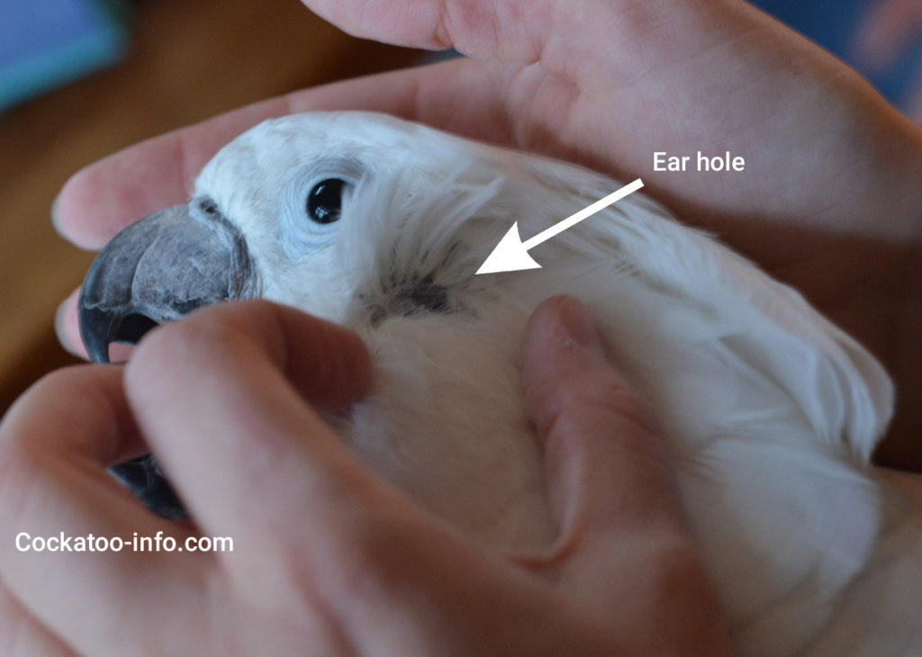 cockatoo ear