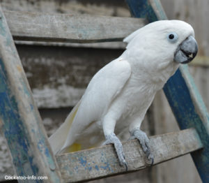 Male umbrella cockatoo