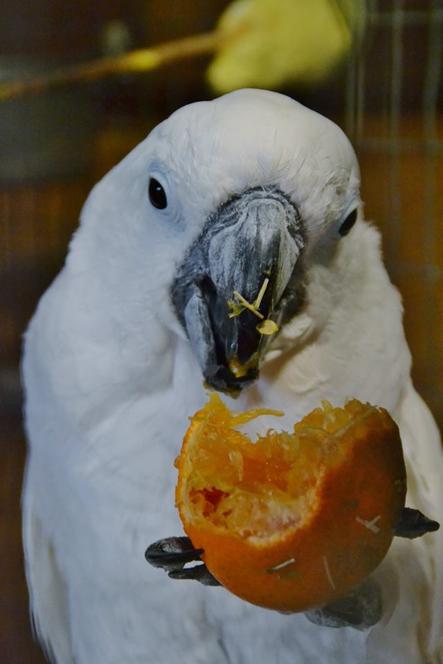 The Umbrella cockatoo