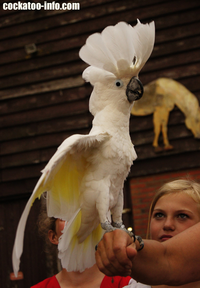 umbrella cockatoo