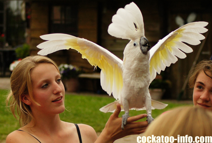 head ganging cockatoo 14 dance