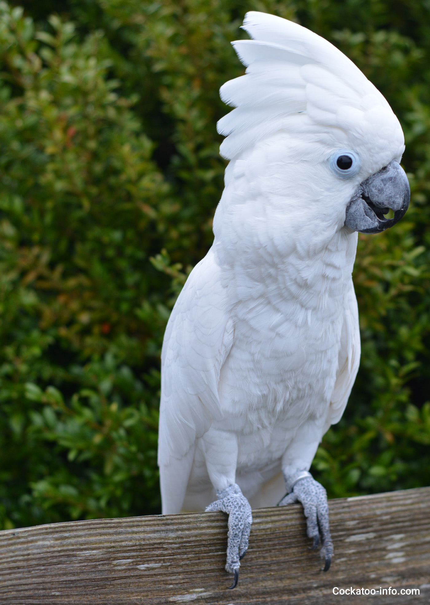 white cockatoo pet food