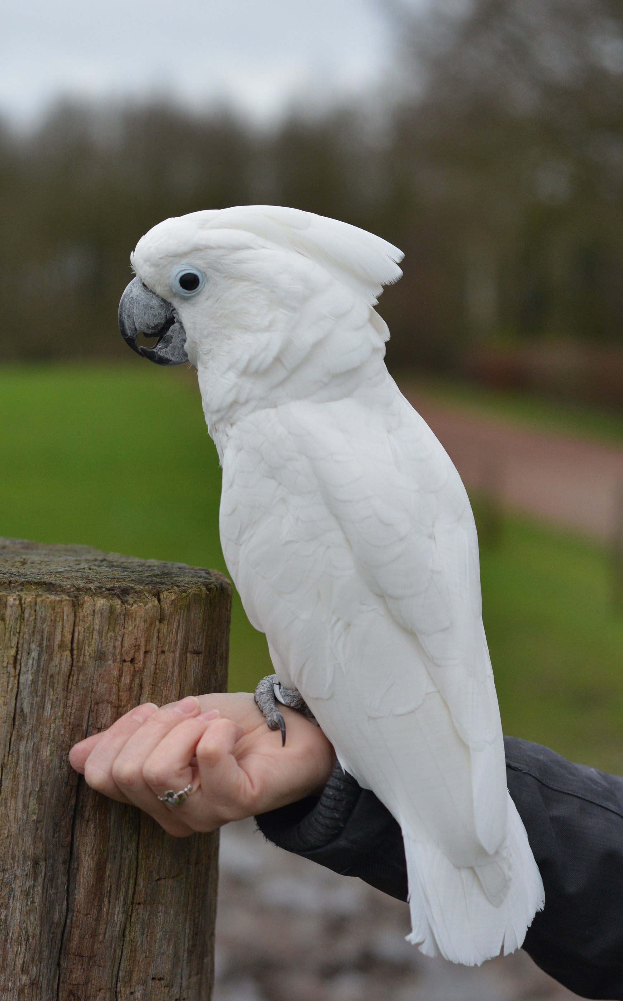Umbrella Cockatoo Cockatoo Info Umbrella Cockatoo Cockatoo Info