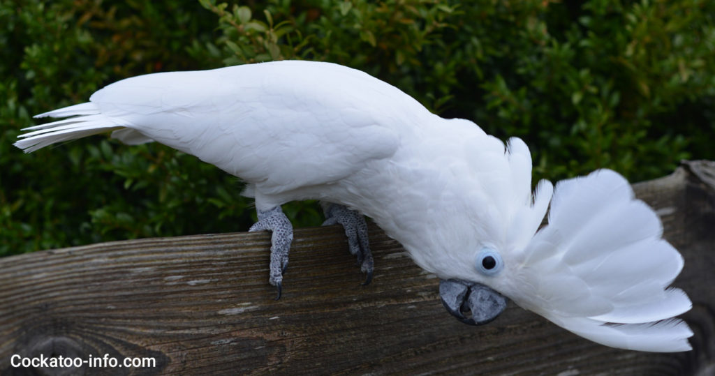 cute umbrella cockatoo