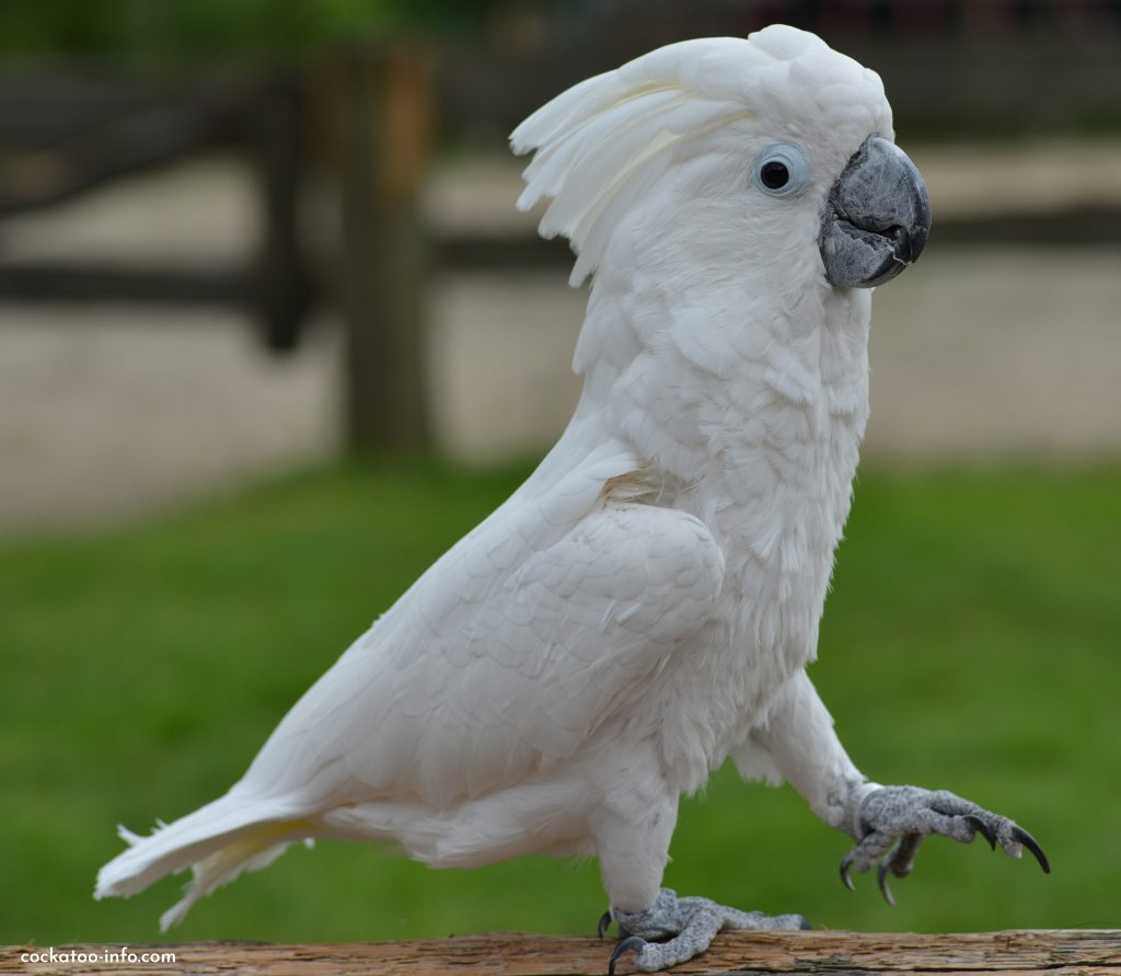 small cockatoo species