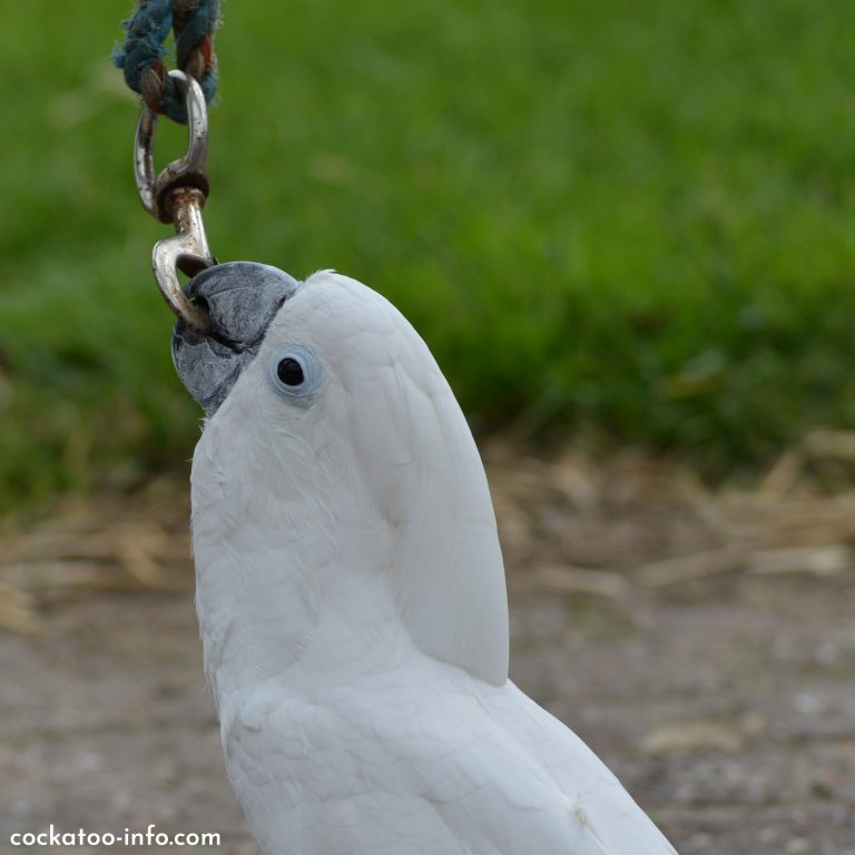 umbrella cockatoo price umbrella cockatoo price