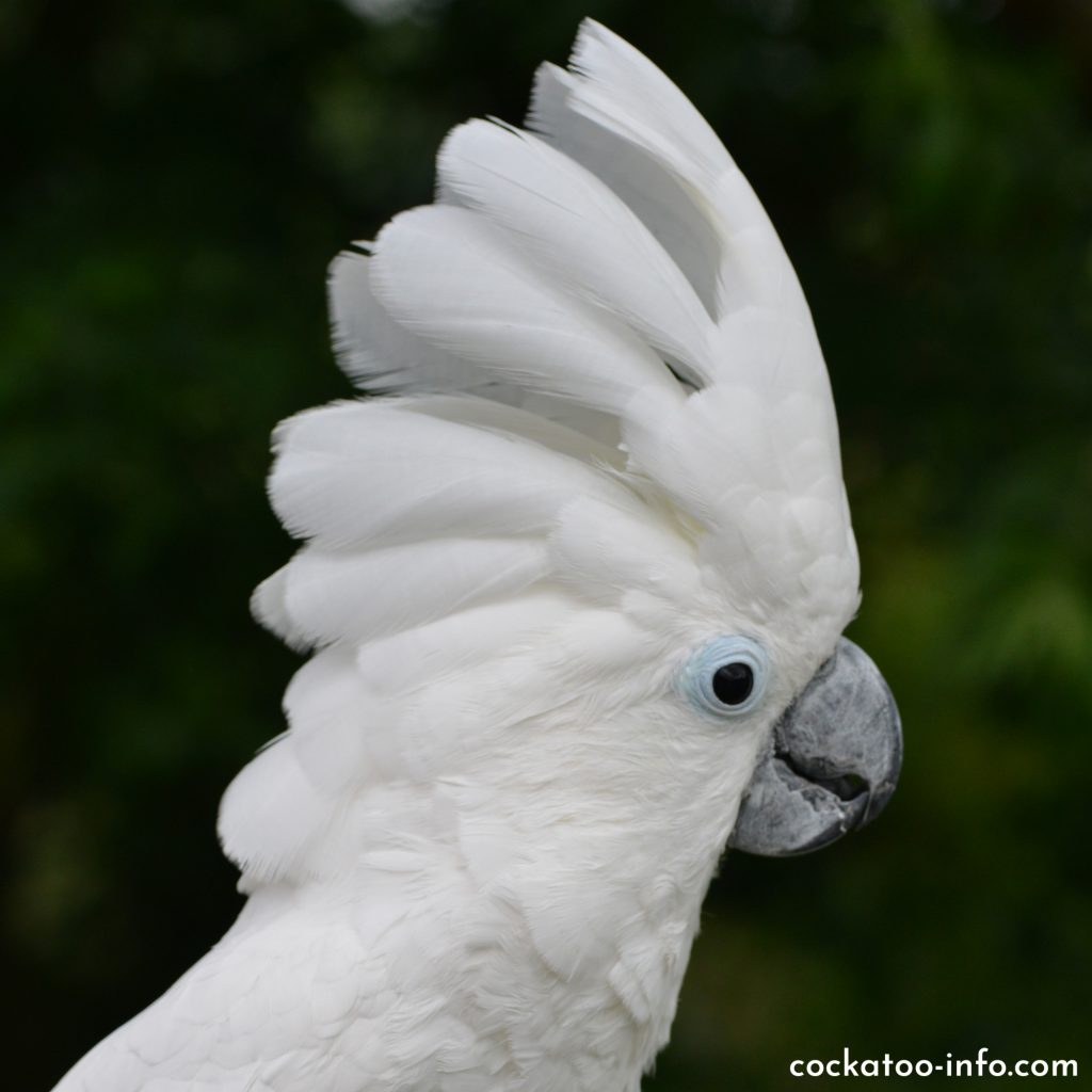 umbrella cockatoo plush